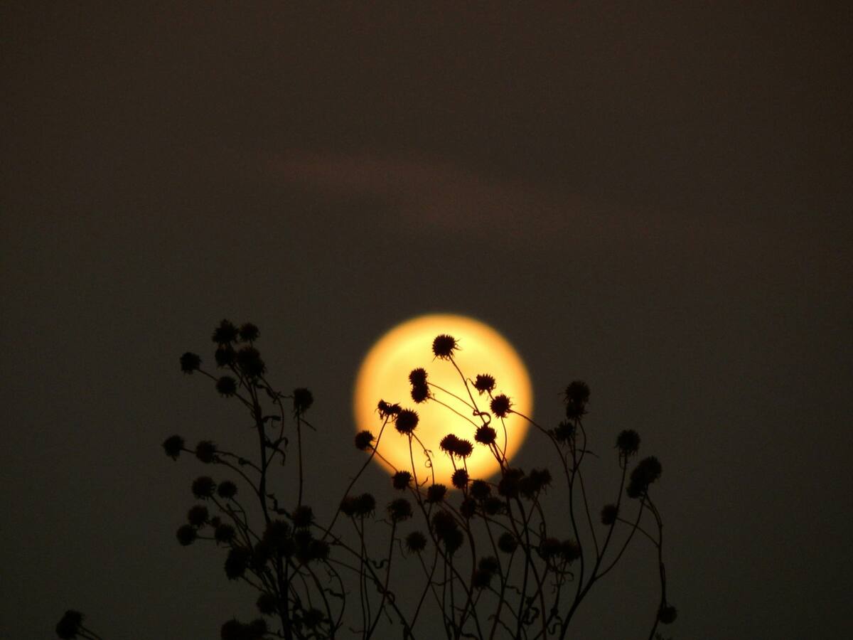 Luna, microluna. Foto Unsplash