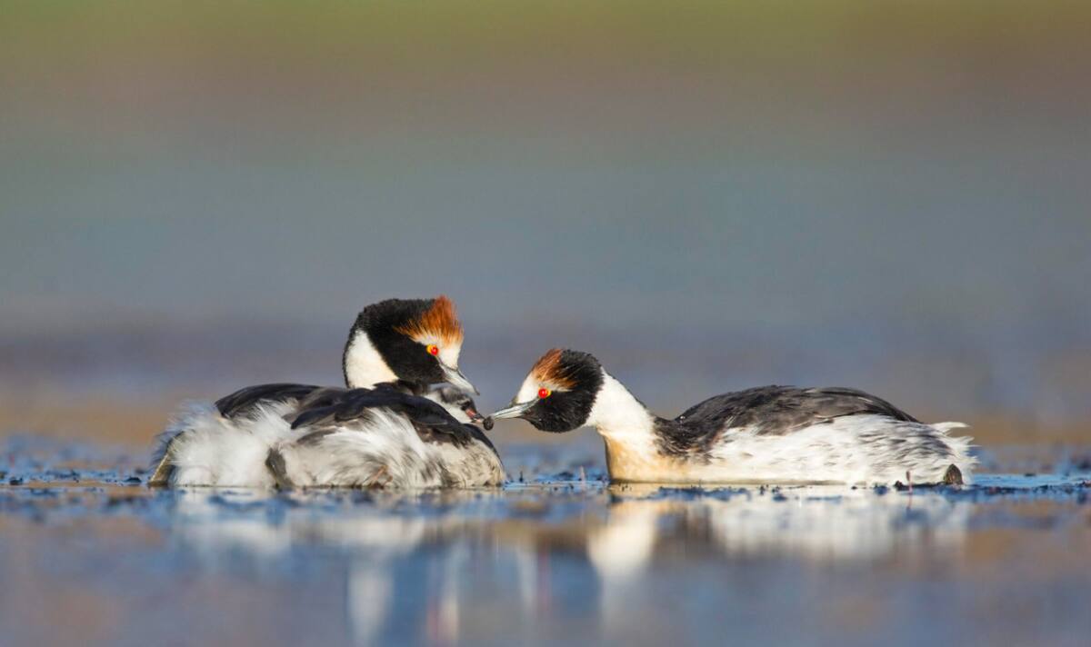 Macá Tobiano, ave en peligro de extinción. Foto: Noticias Ambientales.