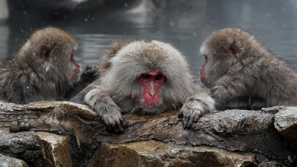 Macacos japoneses. Foto: EFE.