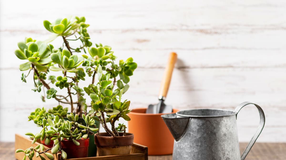 Macetas de metal, la nueva moda de la jardinería.