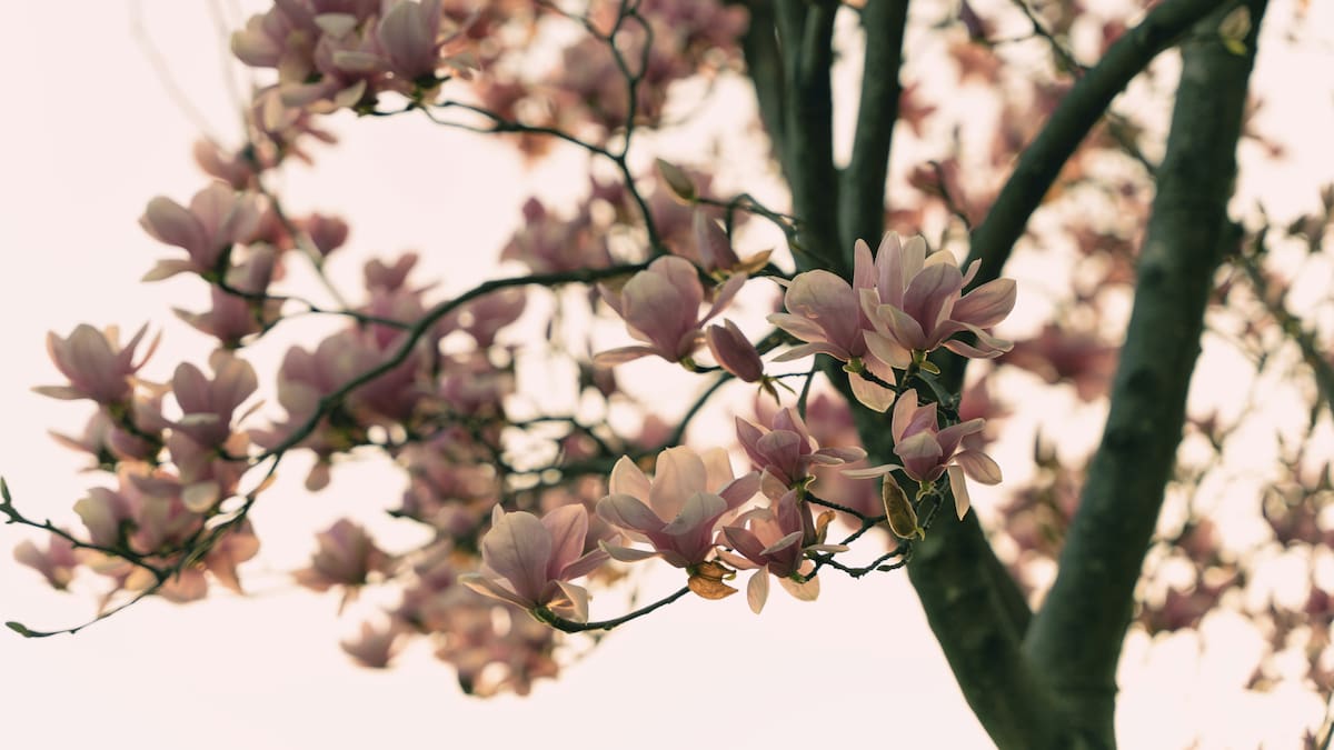 Magnolia, flores.
