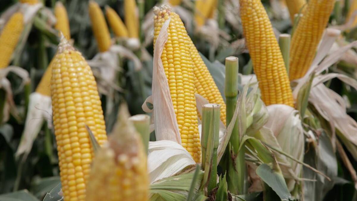 Las cuatro cadenas de cultivos rechazaron el cierre de exportaciones de maíz decretado por el Gobierno