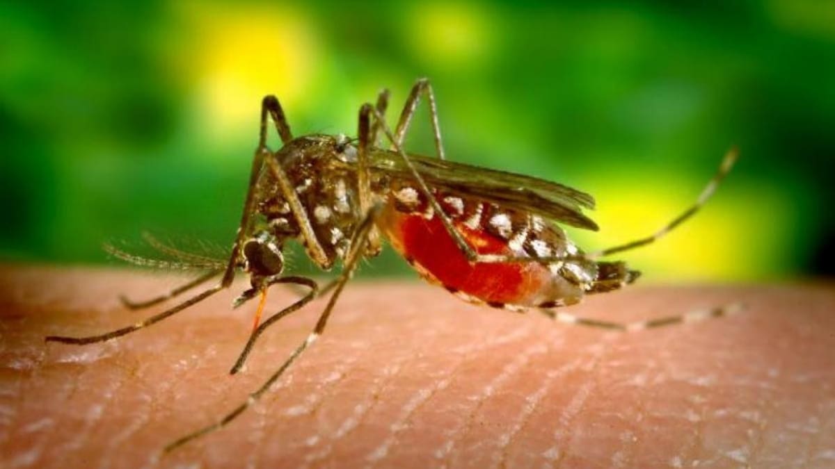 Descubren cómo el parásito de la malaria se defiende de la fiebre
