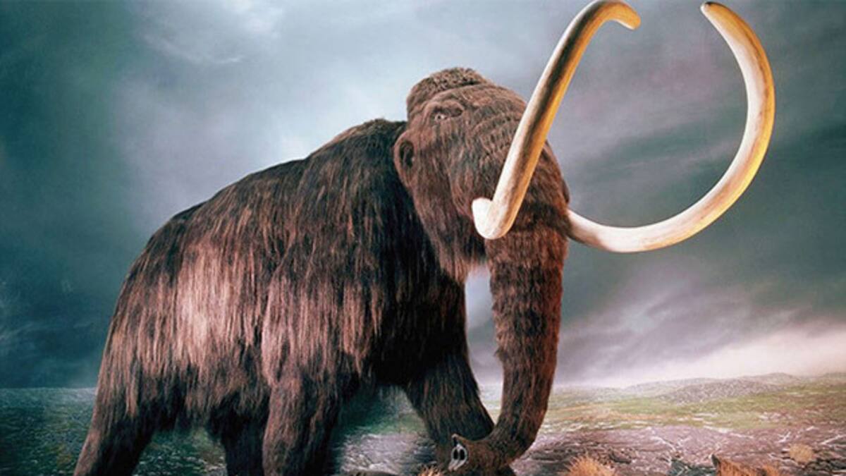 Mammut