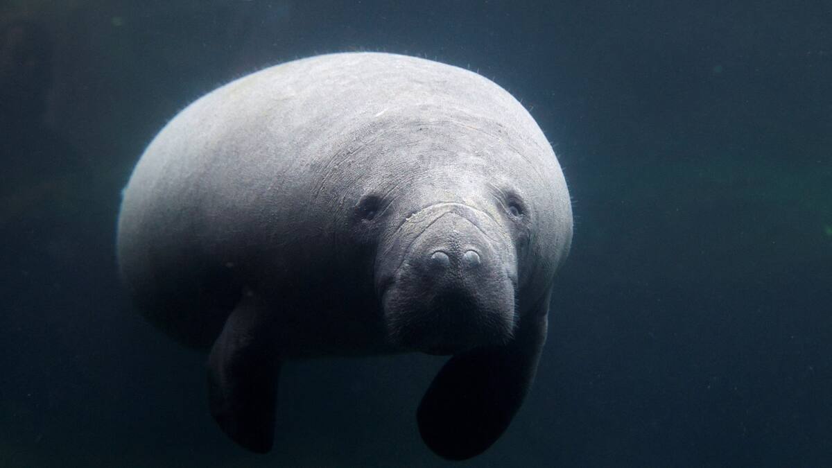 Manatíes en Francia. Foto: Reuters.
