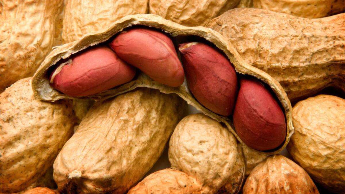 Maní Peanut Foto Reuters Alamy
