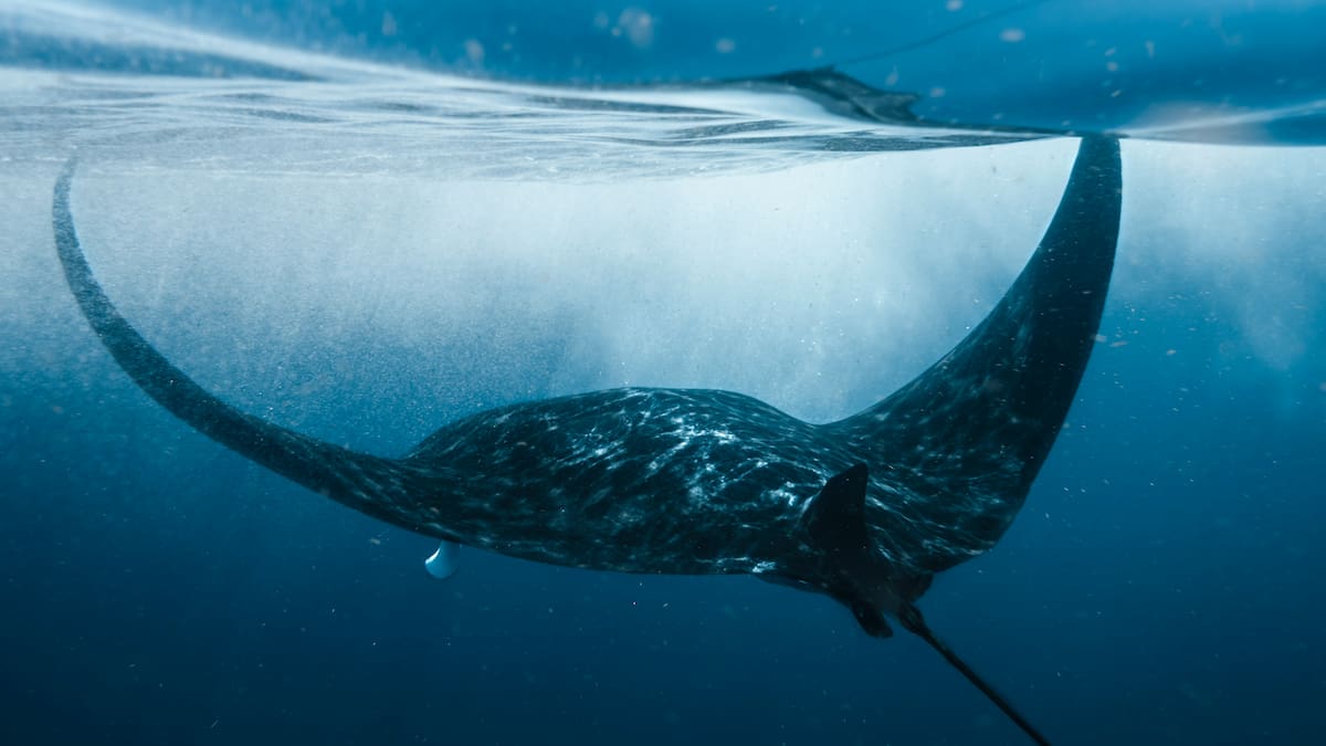 Alarma por las picaduras de mantarraya en playas de California: qué recomiendan los socorristas y qué medidas tomaron las autoridades