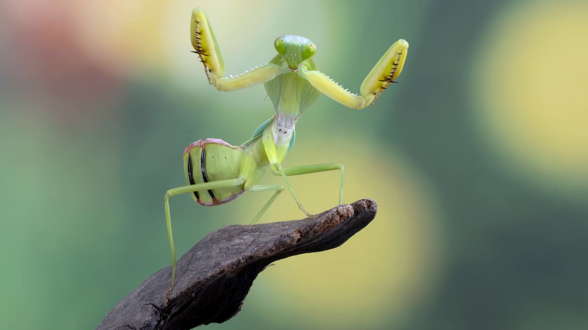 Mantis religiosa.