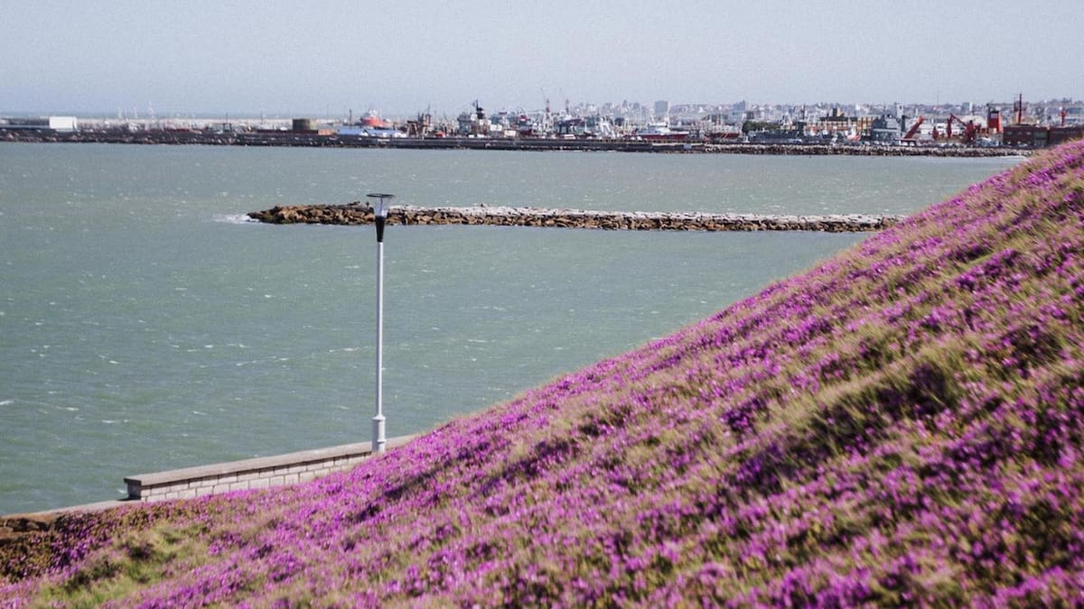 ¿Cómo se adaptaron estas flores?