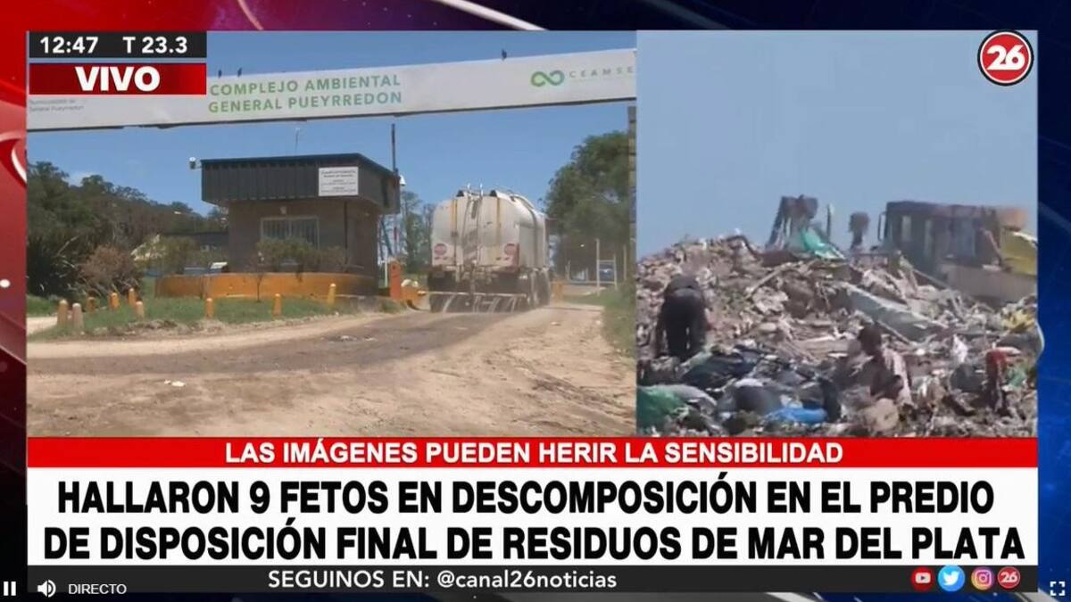 Conmoción en Mar del Plata: encuentran nueve fetos en descomposición en predio del CEAMSE