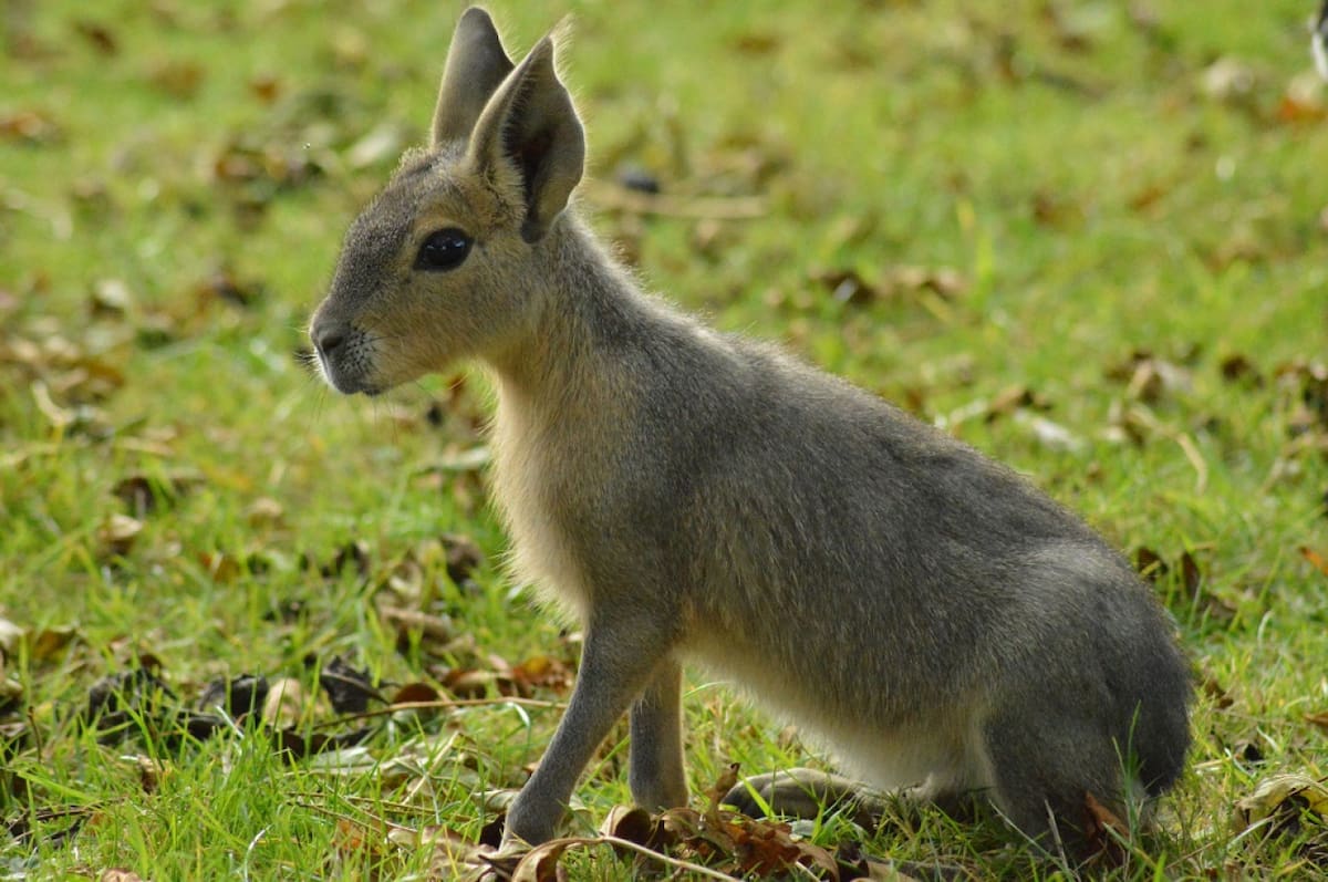 Mara Patagónica. Foto: Unsplash.