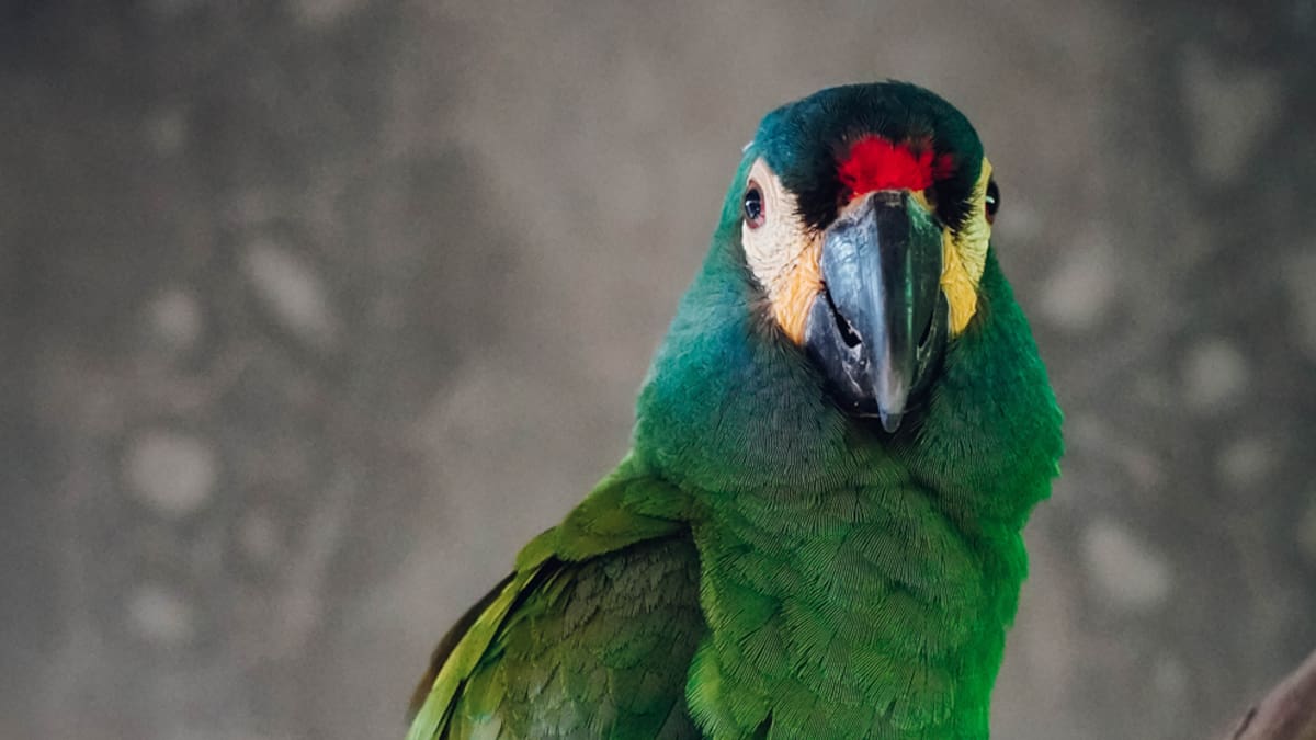 El maracaná lomo rojo desapareció de Argentina hace décadas y hoy es protagonista de un proyecto que busca reintroducirlo en su hábitat natural.
