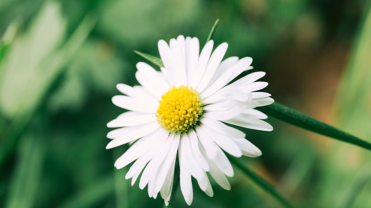 Guía práctica para plantar y cuidar margaritas: los secretos para que florezcan durante meses