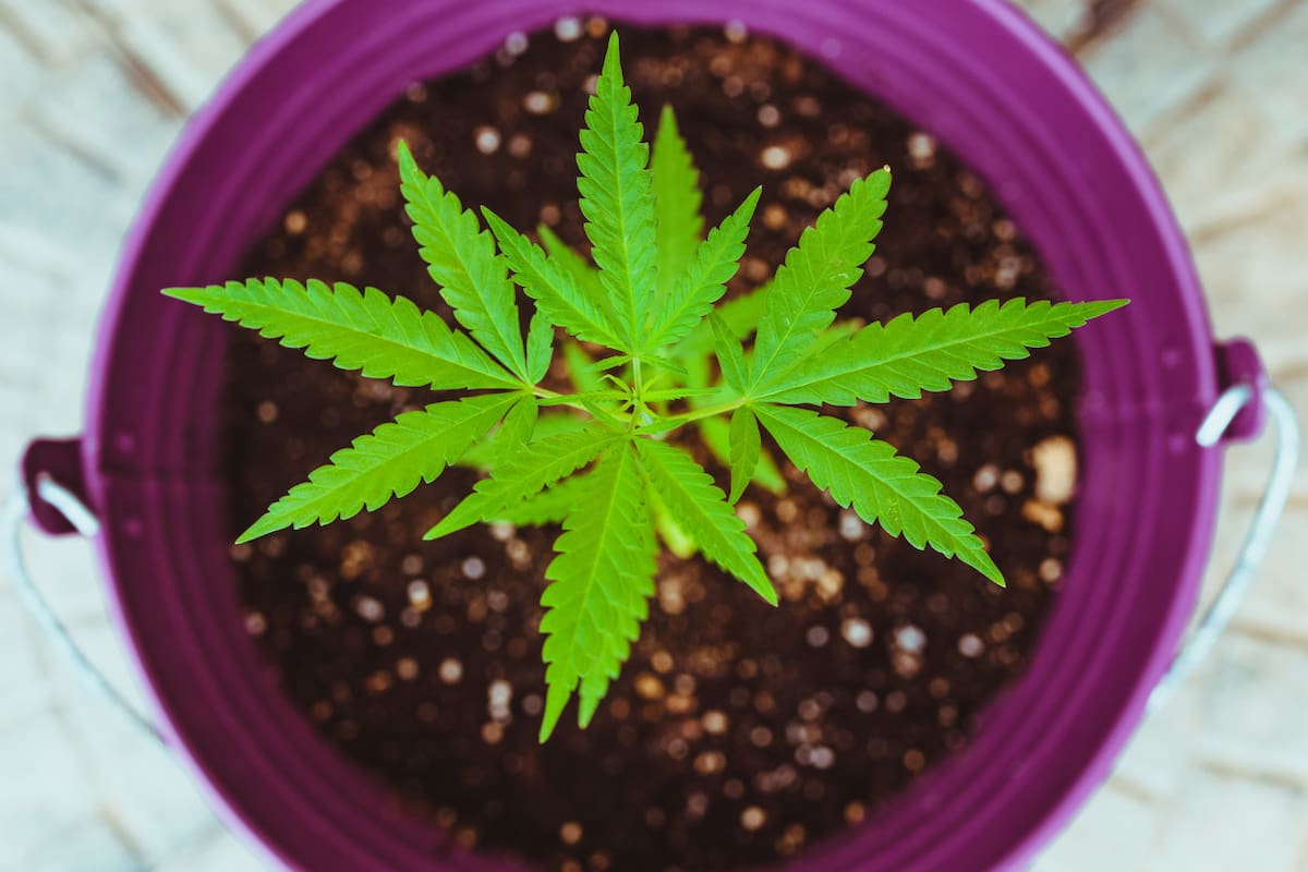 Marihuana. Foto: Unsplash
