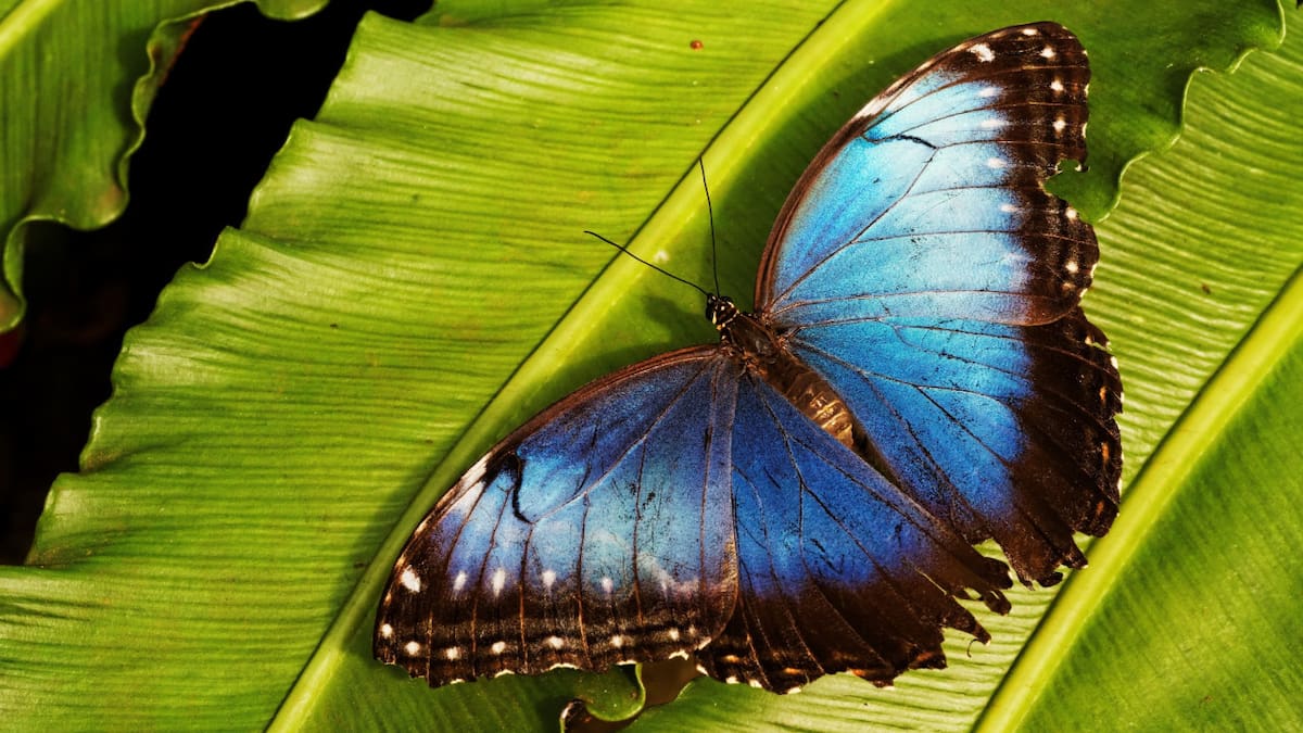 Mariposa bandera argentina. Foto: Freepik.