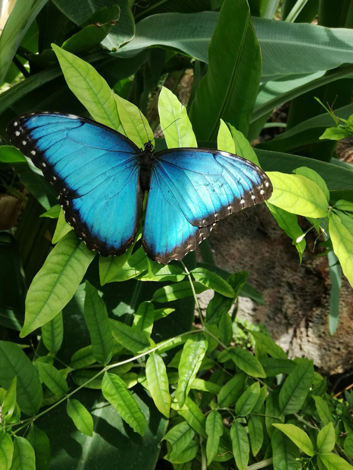 Mariposa bandera argentina. Foto: Pexels.
