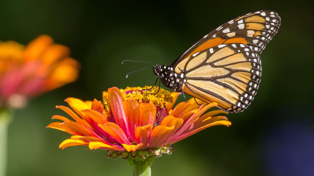 Mariposa monarca.