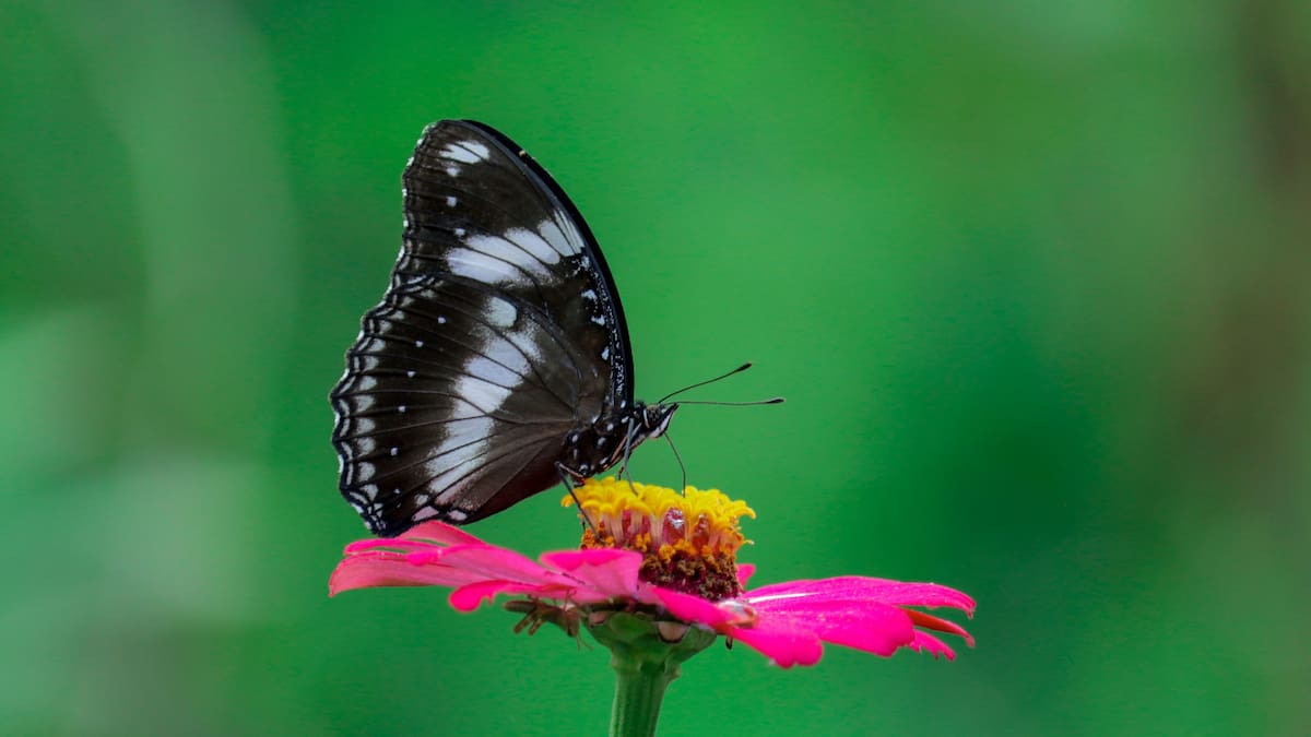 Mariposa negra. Foto: Unsplash.