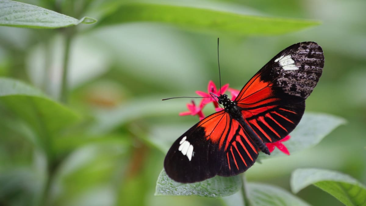 Mariposas. Foto: Unsplash.