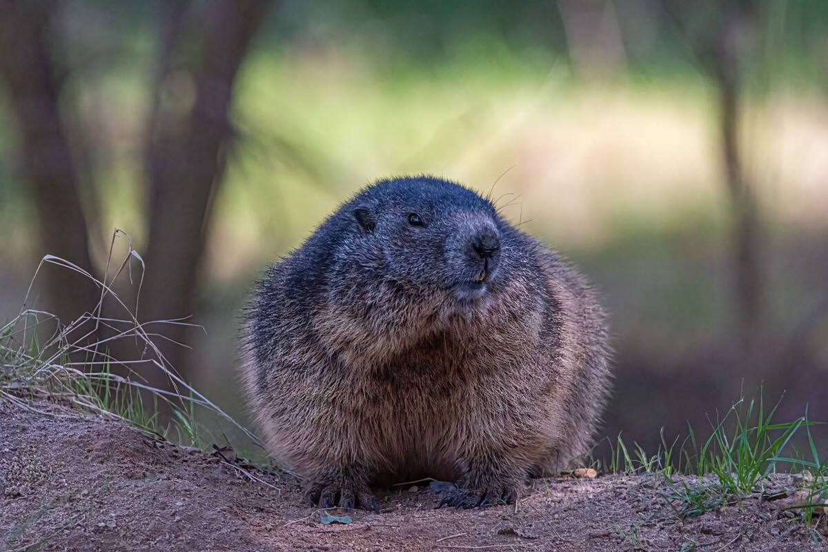Marmota. Unsplash.