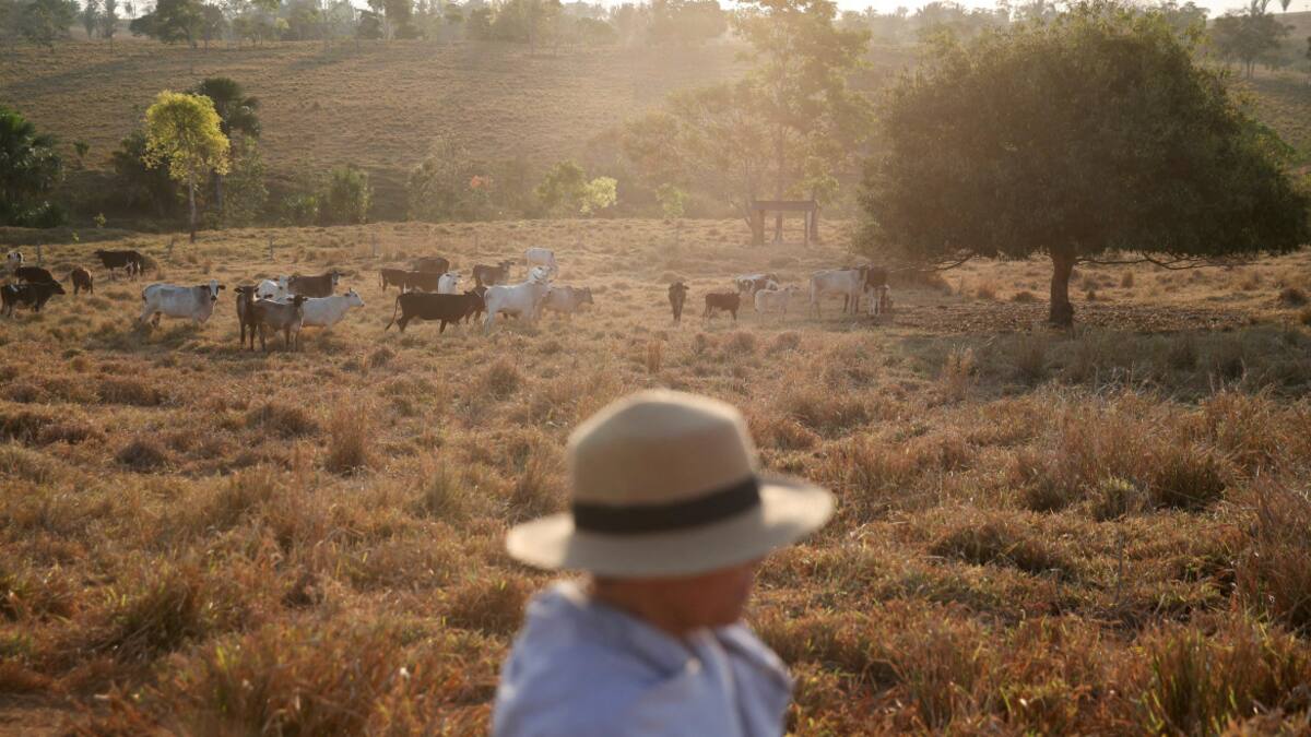 Más de 2.700 reses murieron en Brasil a causa del frío. Foto: Reuters.