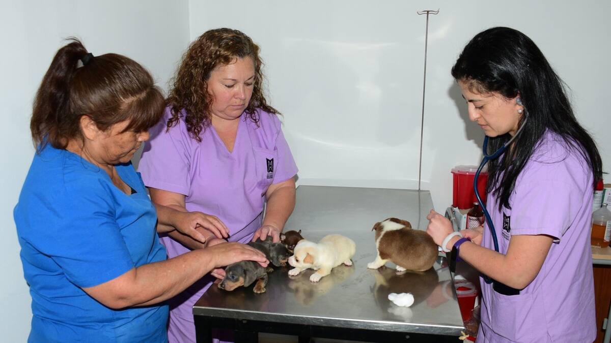 Más de sesenta perros que sufrían maltrato animal, fueron liberados tras un allanamiento en la ciudad de Tortuguitas