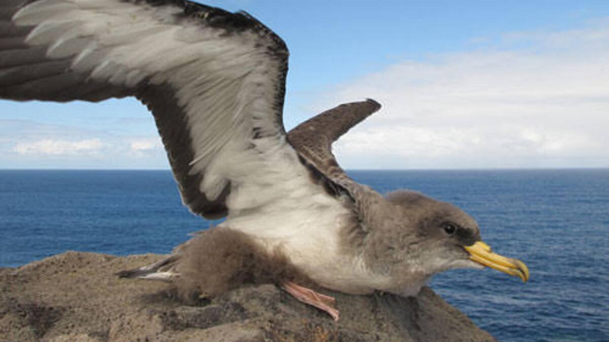 Más del 90% de las crías de pardelas cenicientas tienen plástico en sus estómagos. Foto: EFE.