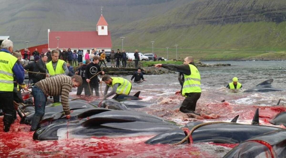 Masacraron a 250 ballenas y delfines en las Islas Feroe