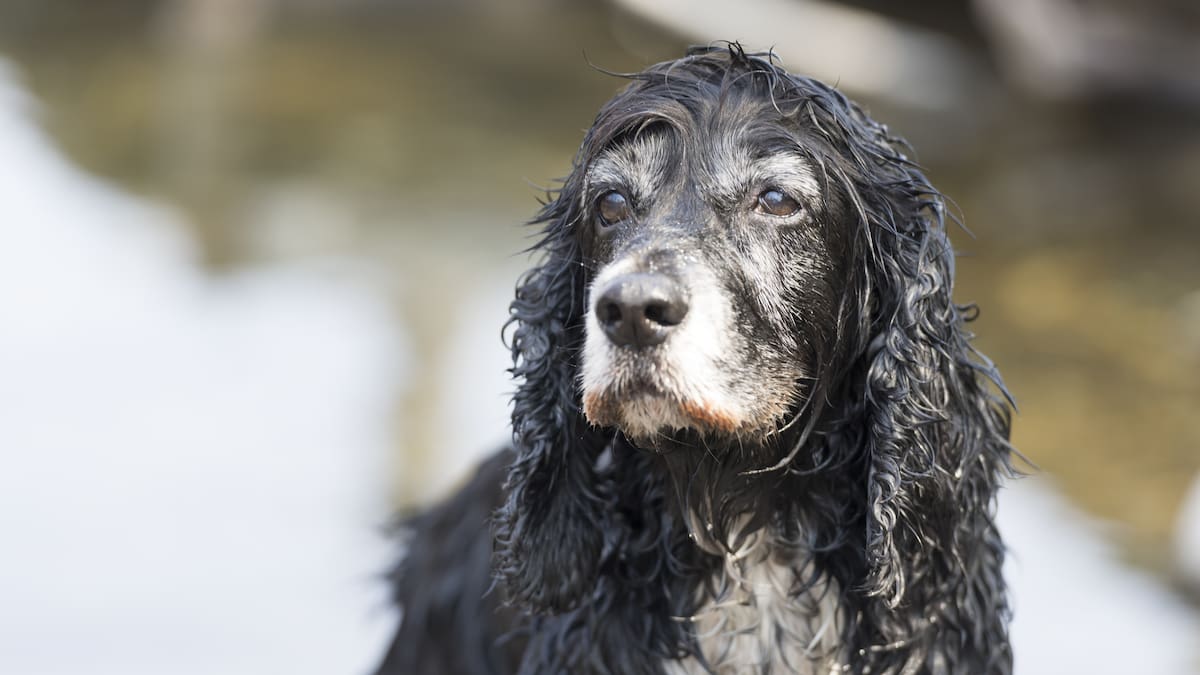 Perros viejitos: qué cuidados aumentan la esperanza de vida de tu mascota hasta los 20 años