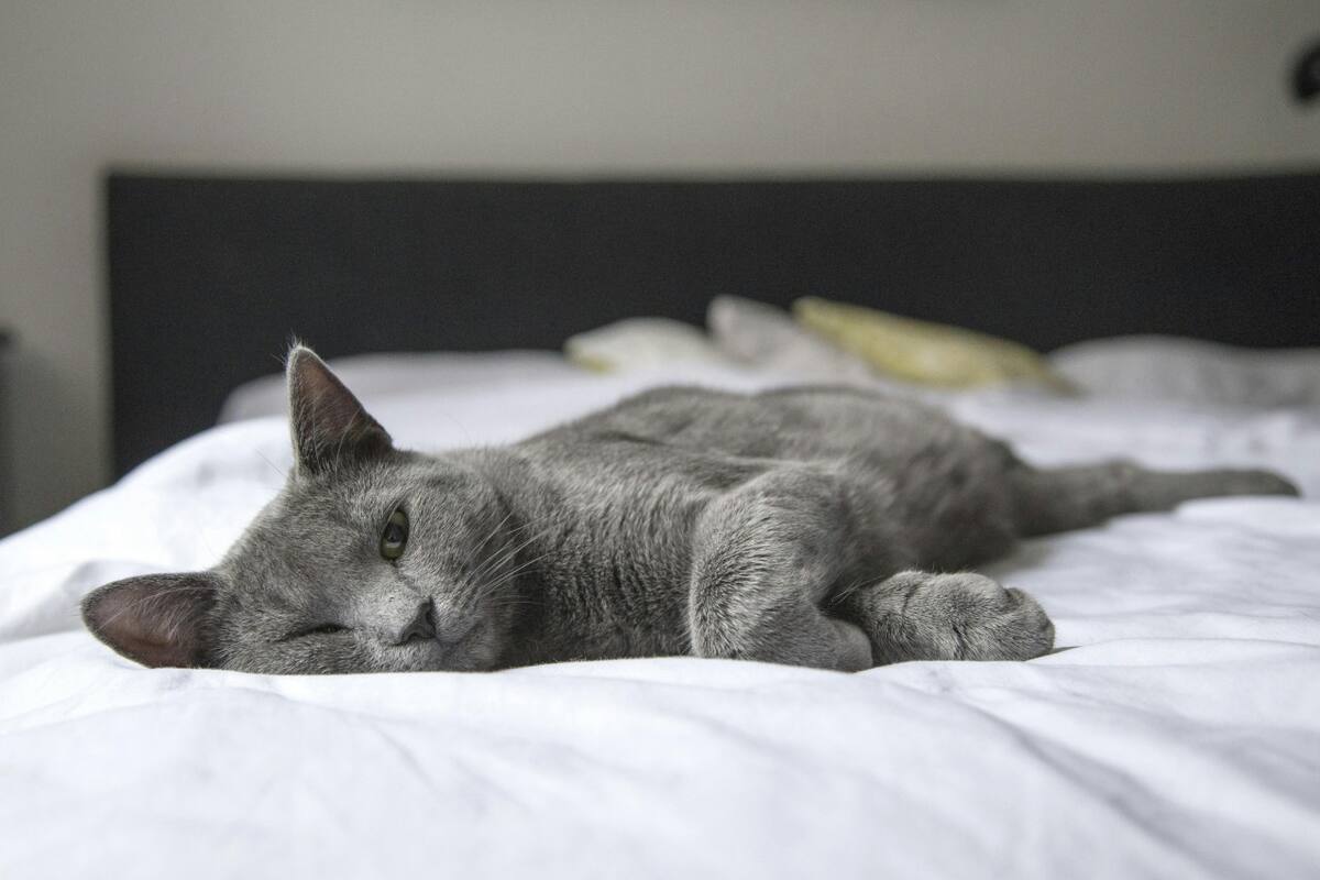 mascota, cama, dormir. Fuente: Pexels