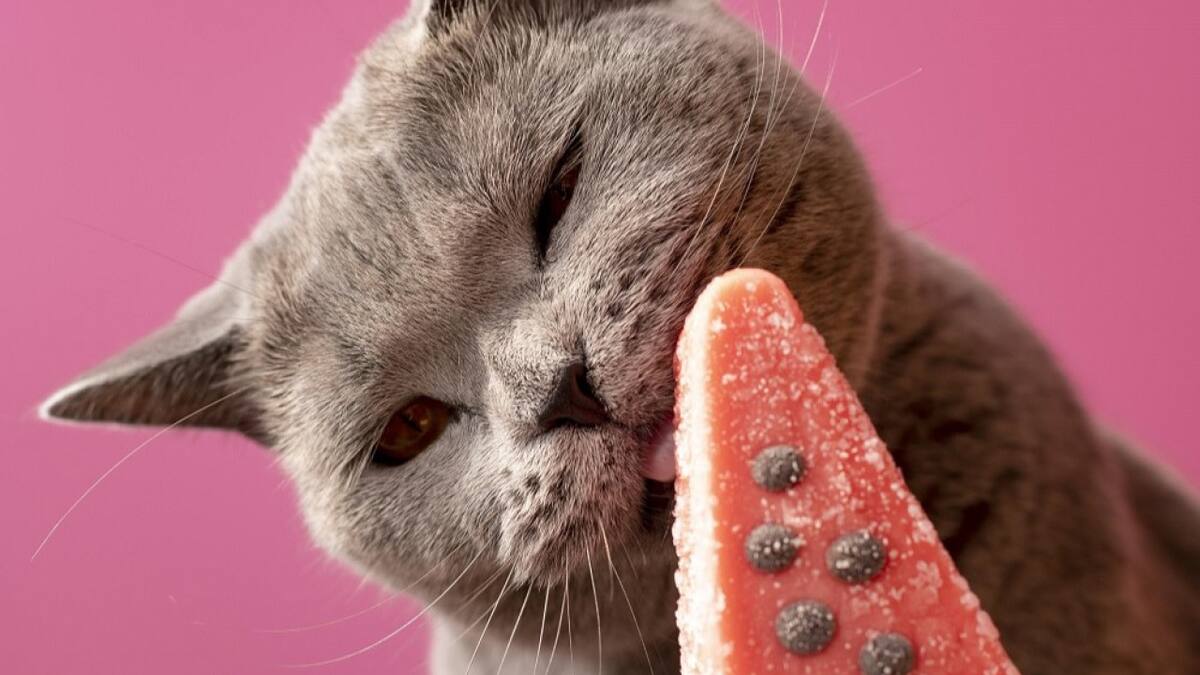 Helados aptos para gatos. Foto: Freepik.