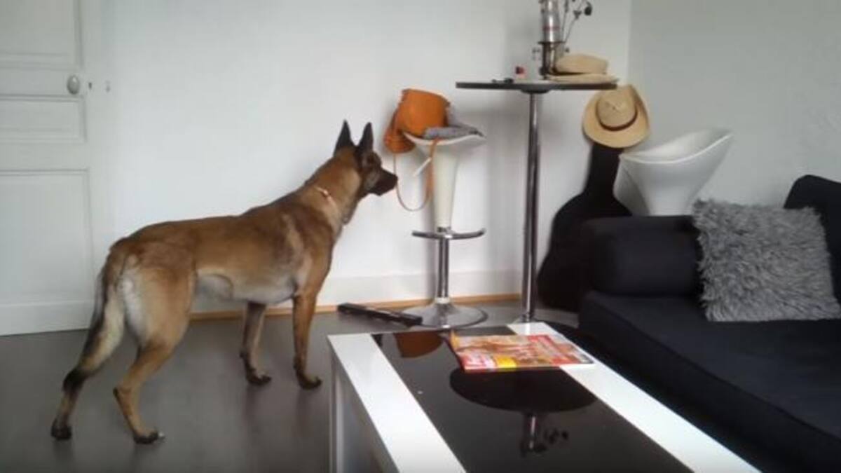 Mascota viendo un fantasma