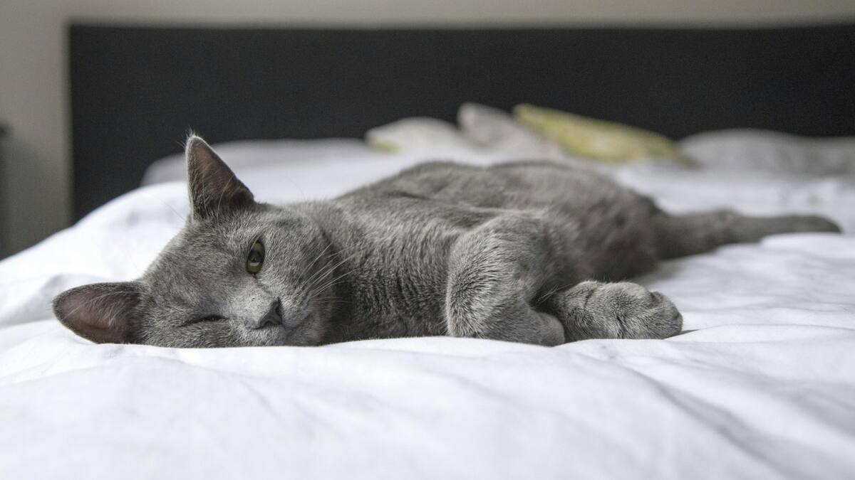 Qué dicen los veterinarios de dormir con una mascota