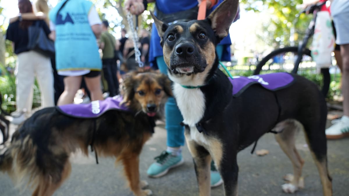 Adopción de perros y gatos en CABA: dónde será la próxima jornada y cómo sumar un nuevo integrante a la familia