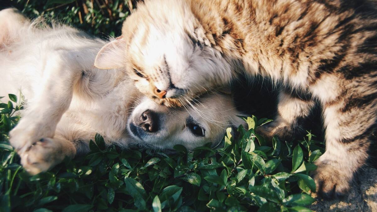 Mascotas; perros; gatos. Foto: Unsplash.