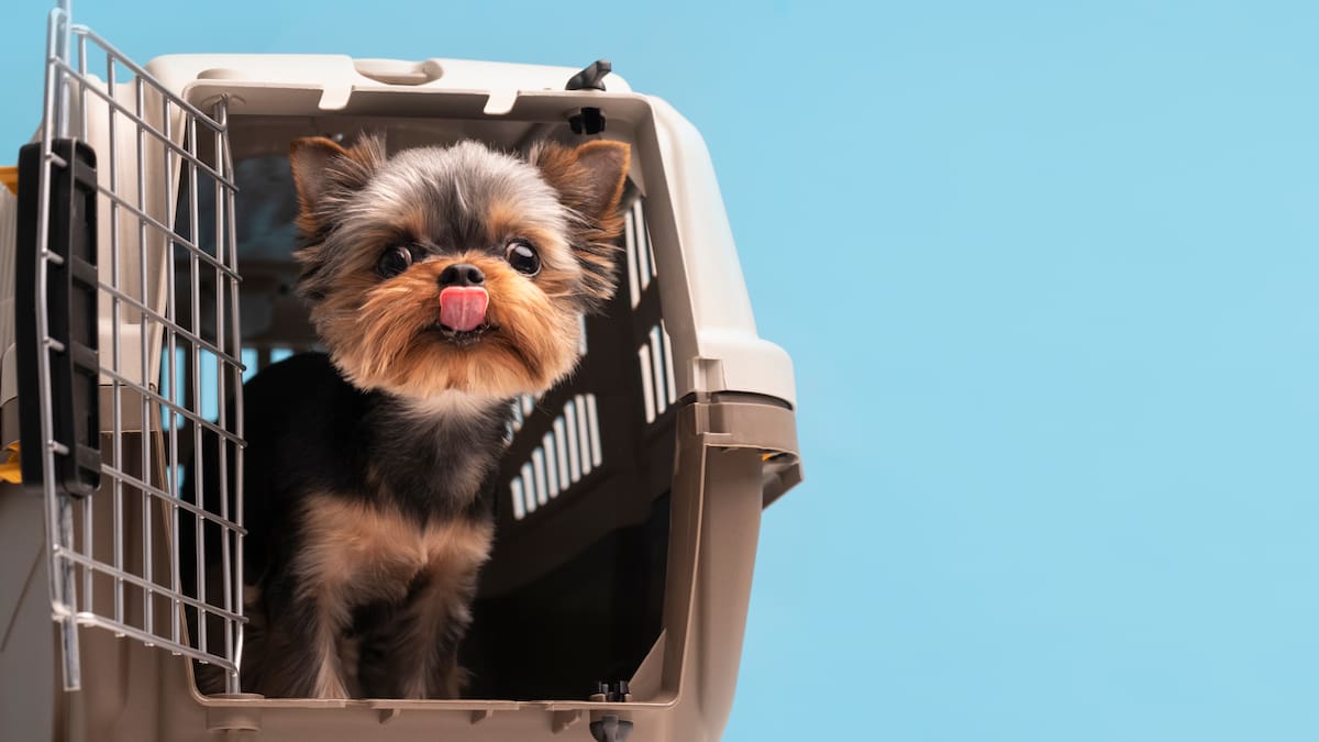 Cuáles son los requisitos para poder viajar con una mascota.