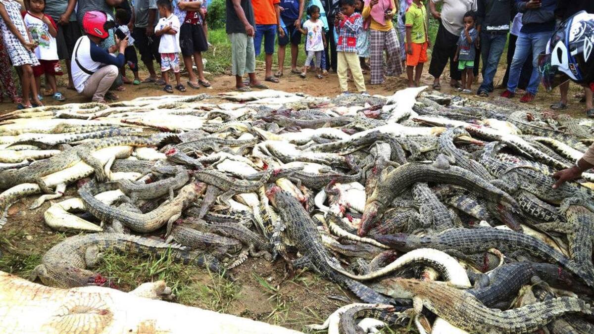 Matanza de cocodrilos en Indonesia