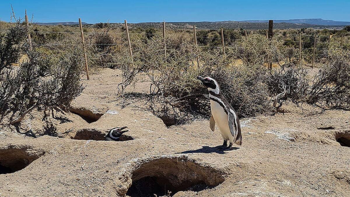 El caso, que atrajo gran atención mediática, será transmitido en vivo por el canal de YouTube del STJ. Foto: Greenpeace.