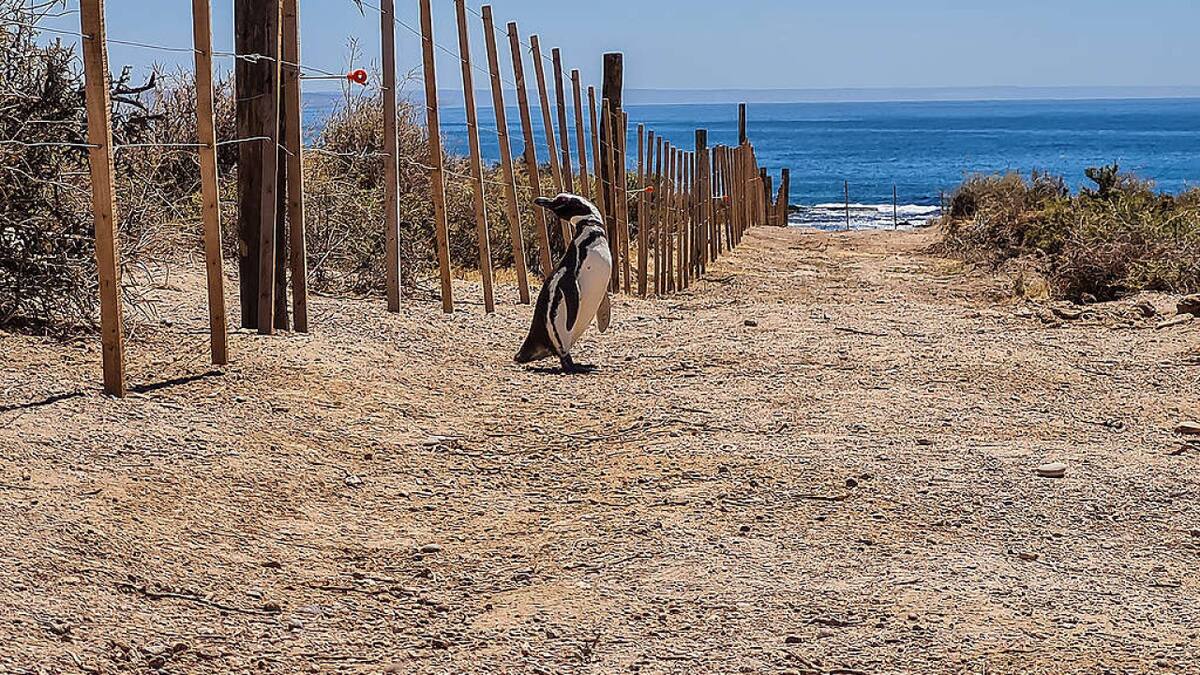Matanza de pingüinos en Punta Tombo. Foto: Greenpeace.