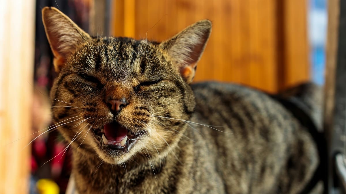 Clave para entender el comportamiento de tu mascota: cómo calcular la edad de un gato, en simples pasos