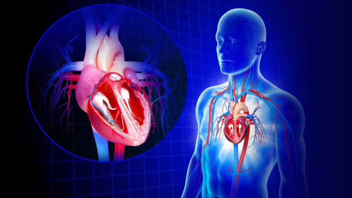 Medicina cardiovascular - Cardiología - Pacientes cardiológicos - Salud
