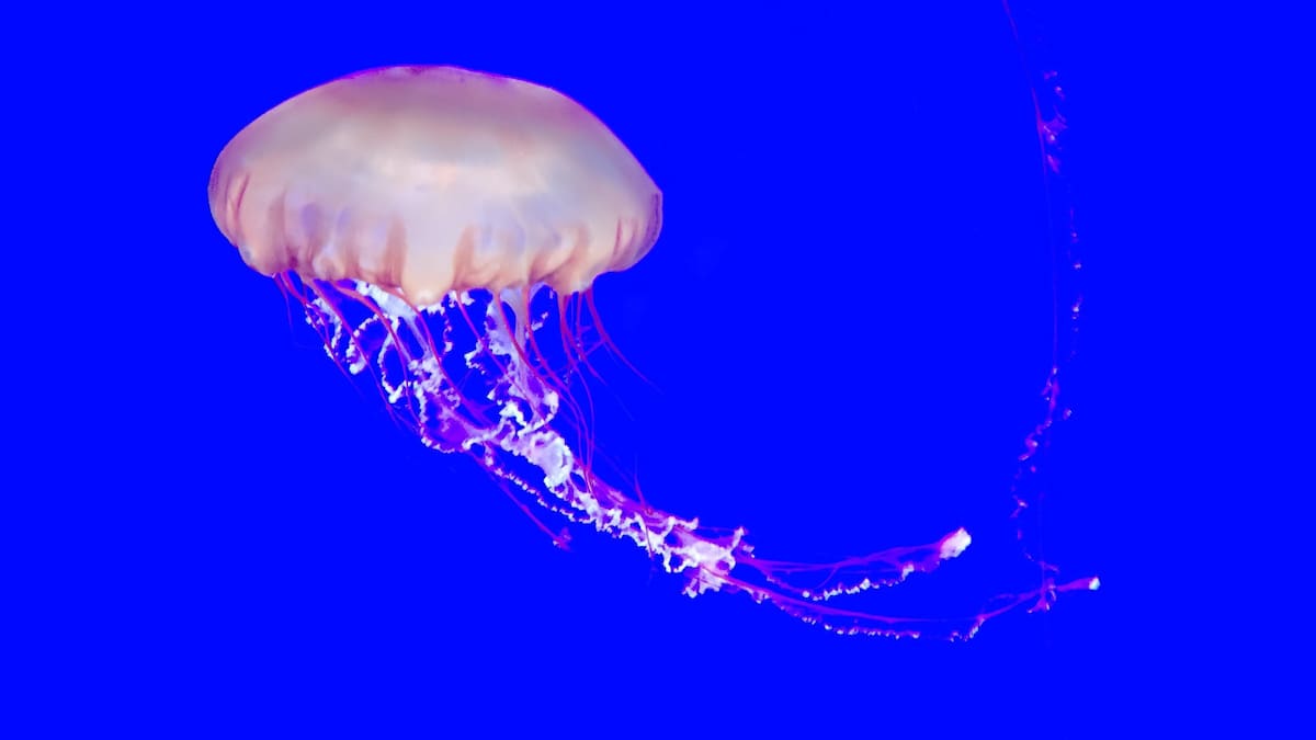 Medusa. Foto Unsplash.