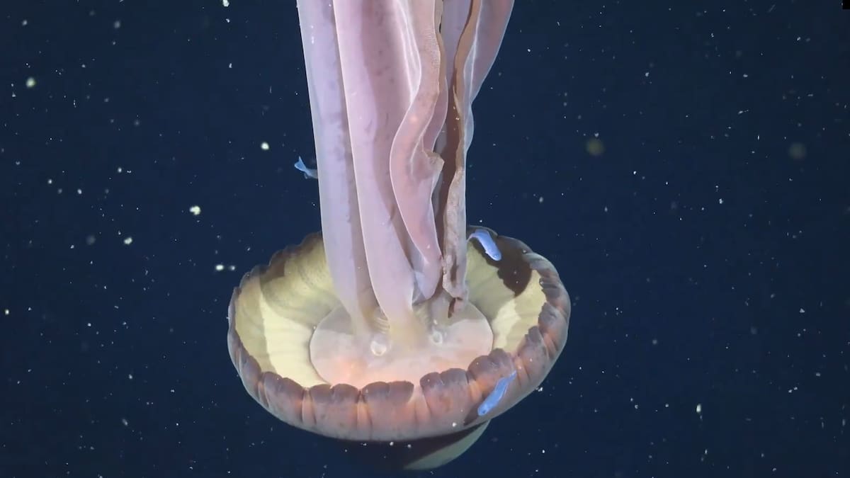 Hallaron una medusa gigante en el fondo del Mar Argentino: el sorprendente video