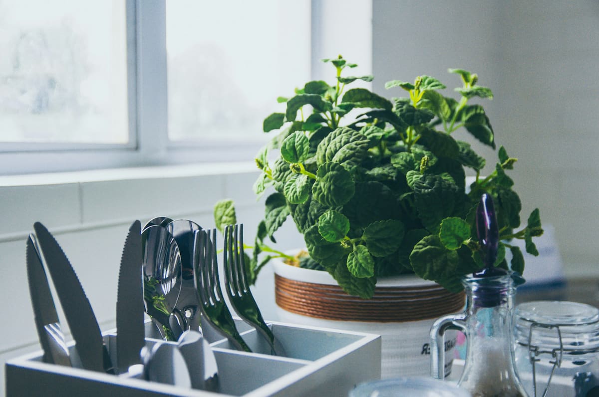 Menta. Foto: Unsplash