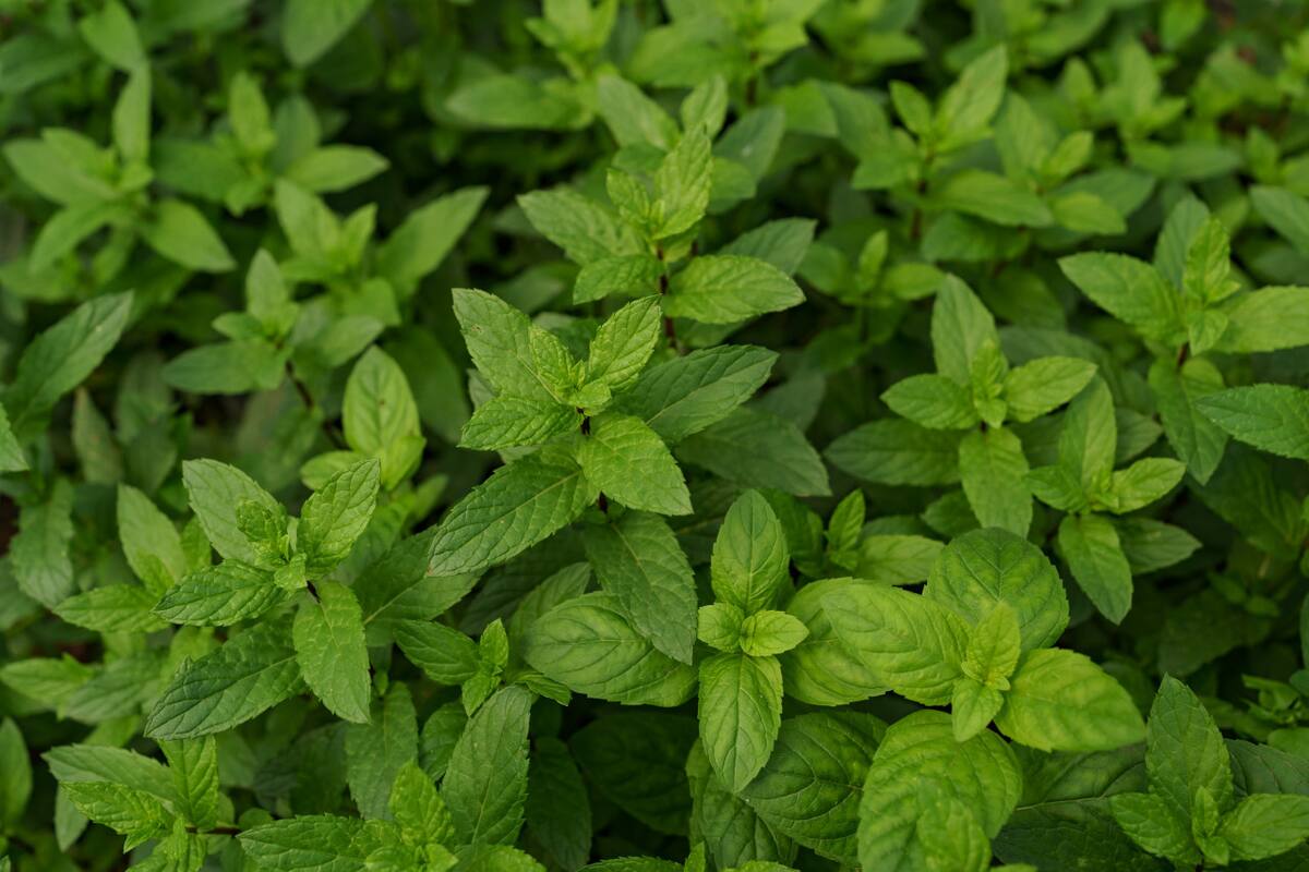Menta, hierba. Foto: Freepik.