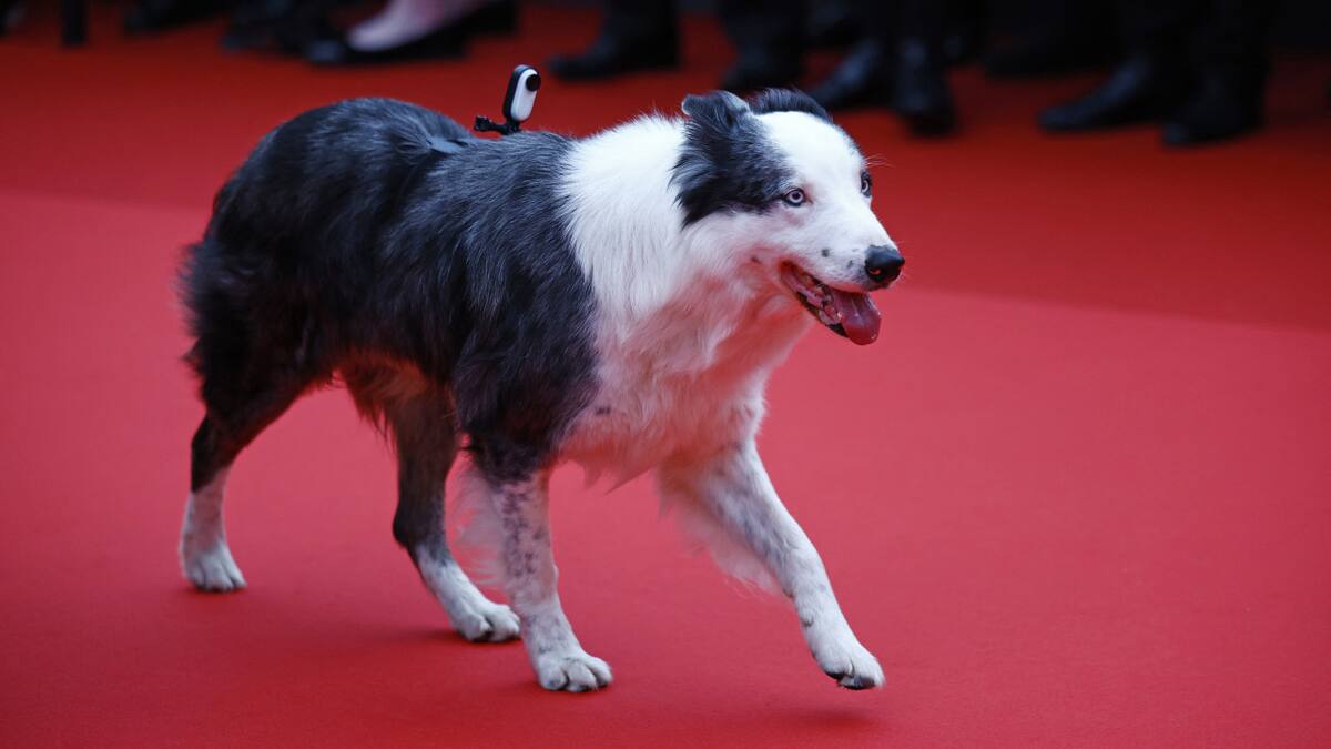 Festival de Cannes: el perro Messi fue la primera estrella de la noche y "saludó" en la Alfombra Roja