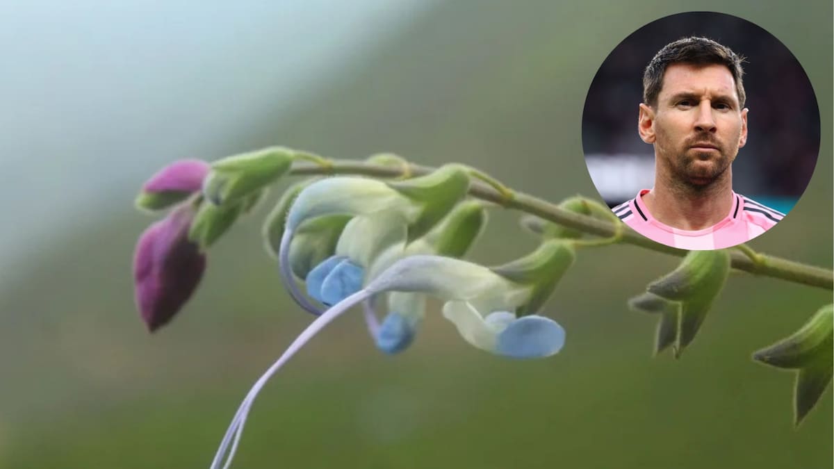 Messi tiene su propia planta