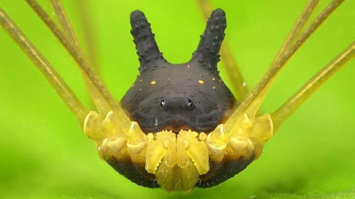 Metagryne bicolumnata, arácnido