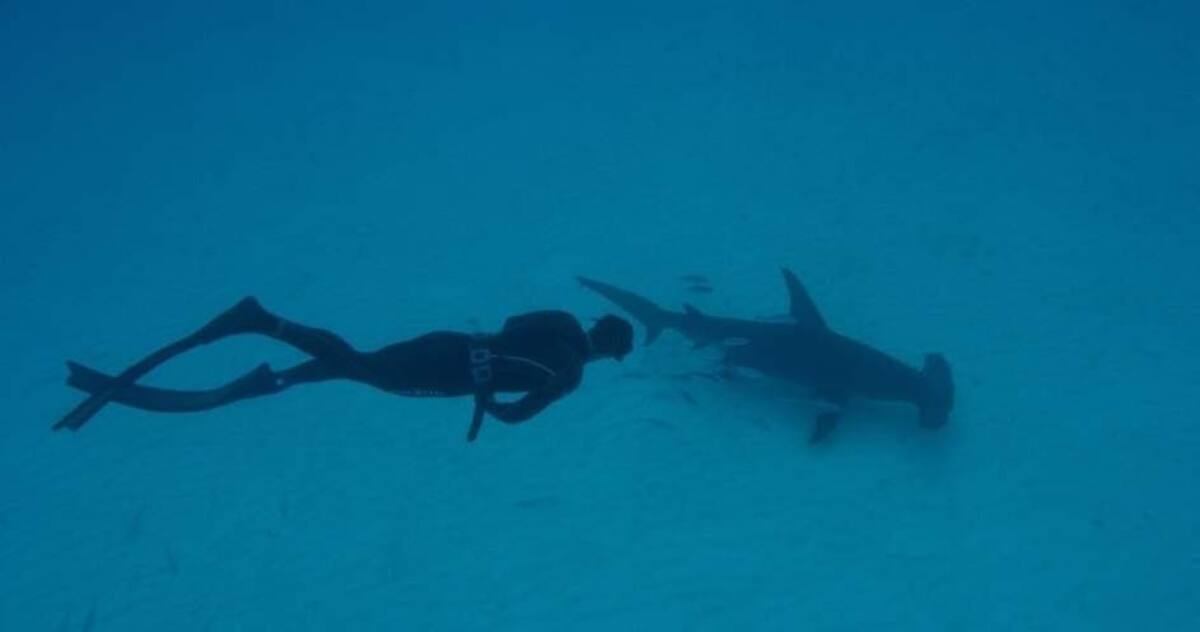 Michael Phelps duelo con un tiburón