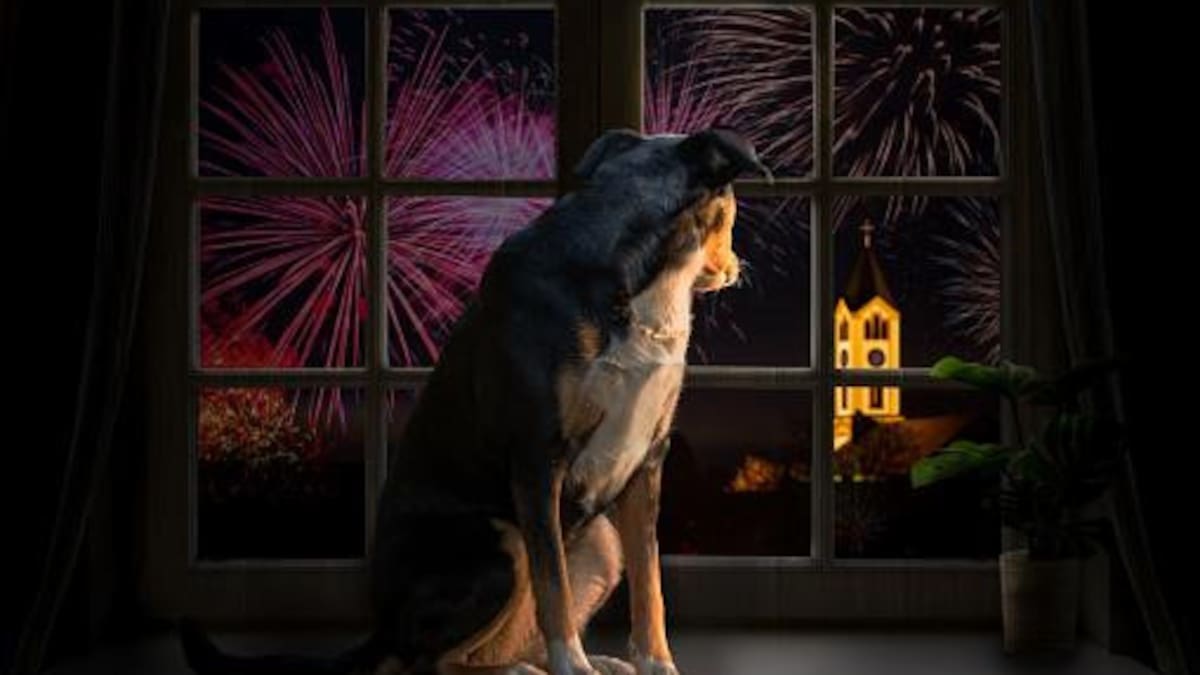 Miedo de mascotas ante fuegos artificiales